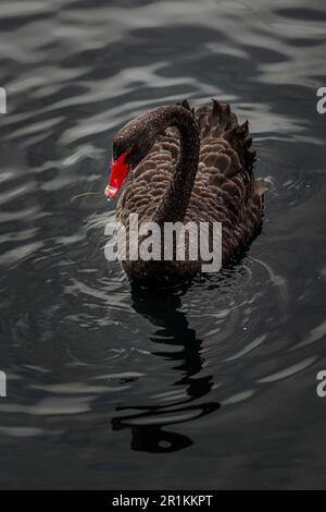 Il Cigno Nero (Cygnus atratus) è un suggestivo uccello d'acqua originario  dell'Australia. Il piumaggio di ebano e la presenza graziosa catturano gli  spettatori di tutto il mondo Foto stock - Alamy