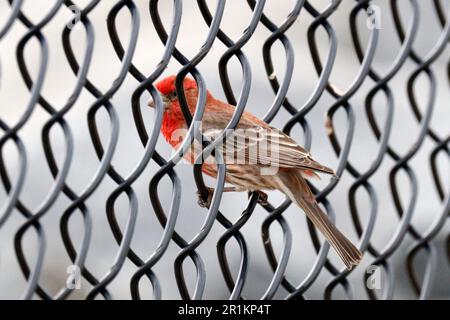 Un Finch Casa (Haemorhous mexicanus) arroccato in modo sordo su una recinzione di maglia di catena Foto Stock