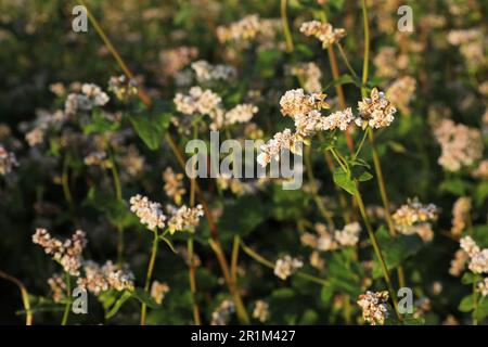 Vista in primo piano di splendidi fiori di grano saraceno in fiore Foto Stock