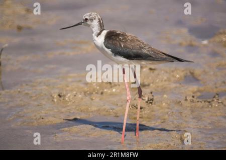 Cicogna nel delta del fiume Llobregat, riserva naturale vicino a Barcellona, Catalogna, Spagna. Foto Stock