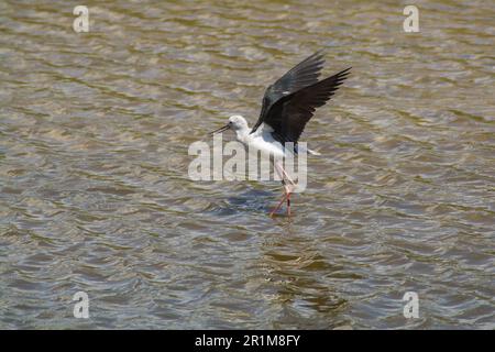 Cicogna nel delta del fiume Llobregat, riserva naturale vicino a Barcellona, Catalogna, Spagna. Foto Stock