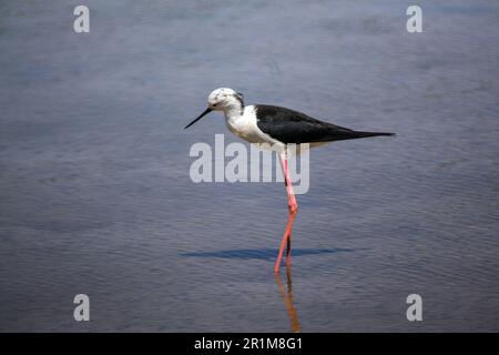 Cicogna nel delta del fiume Llobregat, riserva naturale vicino a Barcellona, Catalogna, Spagna. Foto Stock