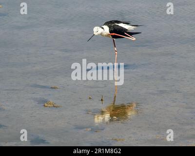 Cicogna nel delta del fiume Llobregat, riserva naturale vicino a Barcellona, Catalogna, Spagna. Foto Stock