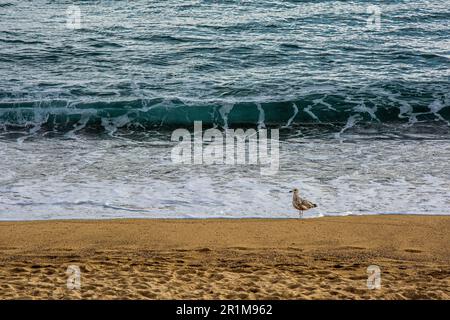 Gabbiano camminando lungo la spiaggia, vicino all'acqua. Foto Stock