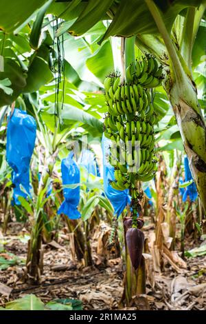 Una coltura di banane (Musa acuminata) che cresce e matura, le banane israeliane che crescono Foto Stock