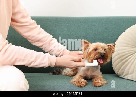 Donna spazzolando i denti del cane sul divano, primo piano Foto Stock