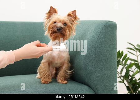 Donna spazzolando i denti del cane sul divano, primo piano Foto Stock