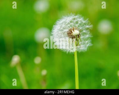 Dente di leone teste di semi su prato urbano nel mese di maggio. No falciatura maggio è uno sforzo per aiutare gli insetti impollinatori benefici astenendosi dal taglio del prato durante il mese di maggio. Foto Stock