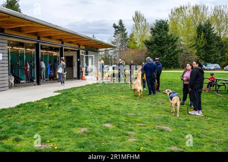 REDMOND, WA, USA – 2 APRILE 2023: Punto di lavaggio dei cani di Marymoor Park, persone e cani allineati e nelle bancarelle di lavaggio dei cani Foto Stock