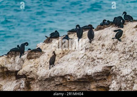Scogliere rocciose nell'oceano e gregge di cormorani in una giornata colma, California Foto Stock