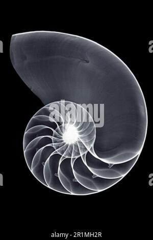 Raggi X del guscio Nautilus Foto Stock