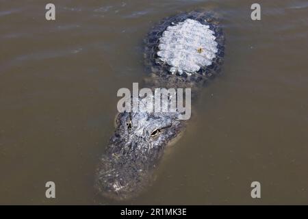 Alligator Gatorland a Orlando, Florida Foto Stock