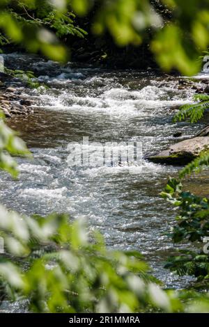 Parco Nazionale delle Great Smoky Mountains del Tennessee, natura paesaggio naturale acqua acque bianche torrente rocce fiume, Foto Stock