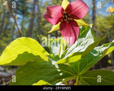 Trillium rosso fiore in fiore. Quebec, Canada Foto Stock