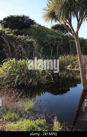 Paludi paludose con alberi di lino e cavolo Foto Stock