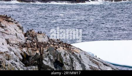 Gruppi di pinguini Gentoo nel paesaggio antartico Foto Stock