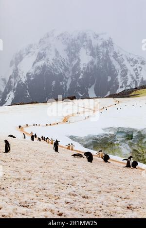 Gruppi di pinguini Gentoo nel paesaggio antartico Foto Stock