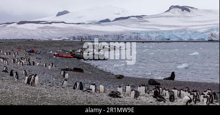 Gruppi di pinguini Gentoo nel paesaggio antartico Foto Stock