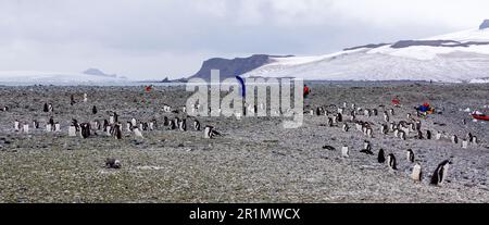 Gruppi di pinguini Gentoo nel paesaggio antartico Foto Stock