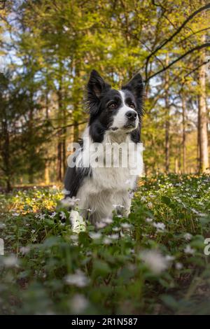 Confine con Collie nella foresta primaverile. Verticale Ritratto di seduto cane bianco e nero in natura. Allerta animale domestico all'esterno. Foto Stock