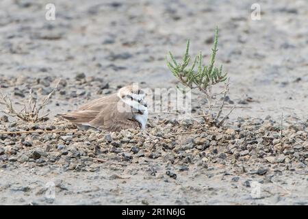 Kentish Plover, Charadrius alexandrinus, singola donna adulta seduta sul nido, uova in incubazione, Albufera Reserve, Mallorca, Spagna, 14 maggio 2023 Foto Stock