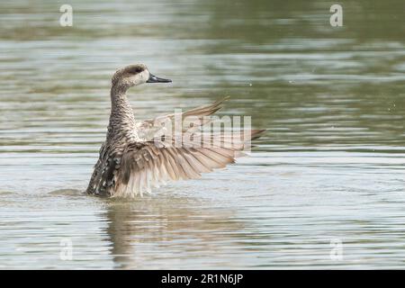 Anatra marmorizzata o teal marmorizzato, angustirostris marmaronetta, bagno singolo adulto in piscina di acqua dolce, Albufera Reserve, Mallorca, Spagna, 14 maggio 2023 Foto Stock