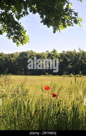 Prato delimitato da una foresta in una giornata di sole incorniciato da rami di alberi e fiori al bordo di un sentiero nella campagna italiana Foto Stock