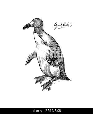 Grande auk. Alcide senza flightless. Pinguino. Specie *. Illustrazione vettoriale disegnata a mano incisa in legno stile vintage grafico, disegno vintage Illustrazione Vettoriale