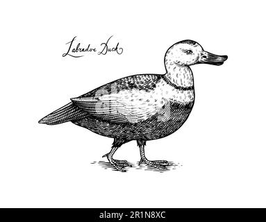 Labrador anatra. Uccello. Illustrazione vettoriale disegnata a mano incisa in legno stile vintage grafico, disegno Illustrazione Vettoriale