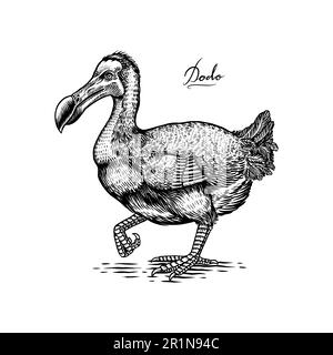 Dodo. Uccello senza flightless *. Piccioni o colombe. Disegno a mano inciso vettoriale in legno stile grafico vintage Illustrazione Vettoriale