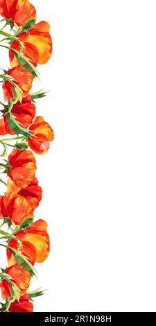 cornice verticale acquerello con papaveri, fiori di campo rossi disegnati a mano, illustrazione estiva di fiori scarlatto isolati su sfondo bianco. Foto Stock