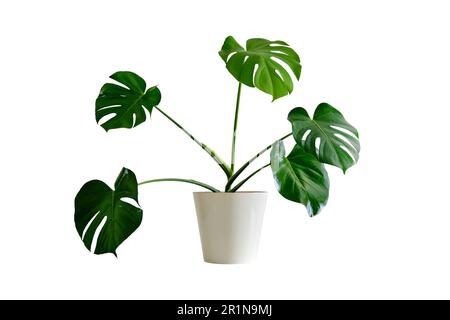 Pianta di casa Monstera deliziosa in una fioriera contro un muro di mattoni bianchi, isolato su sfondo bianco. Pianta domestica su tavola bianca, primo piano Foto Stock