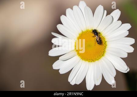 Un'ape raccoglie nettare da una camomilla. Primo piano in camomilla di primavera fresca. Petali bianchi di camomilla. Foto Stock