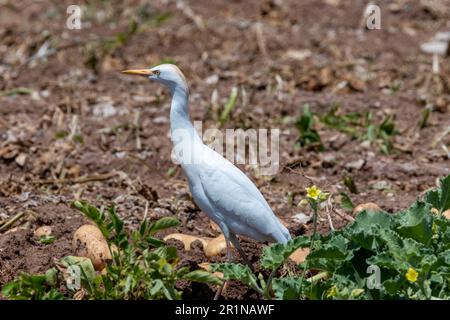 Bovini Eret (Bubulcus Ibis) foraggio in un campo di patate, Agia Varvara, Cipro Foto Stock