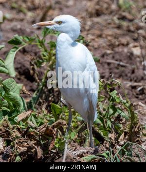 Bovini Eret (Bubulcus Ibis) foraggio in un campo di patate, Agia Varvara, Cipro Foto Stock