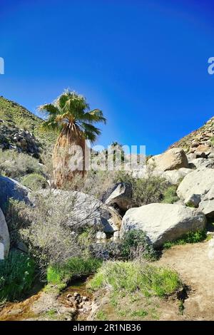 Palme, enormi massi e un piccolo fiume in un'oasi lungo l'Hellhole Canyon Trail, Borrego Springs, Anza-Borrego Desert state Park, California Foto Stock