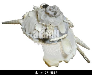 Pallida guscio portante (Xenophora pallidula) Shell che raccoglie altri gusci e detriti sulla loro superficie superiore. c7cm Foto Stock