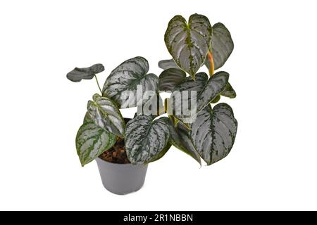 Pianta di casa tropicale 'Philodendron Brandtianum' con motivo d'argento sulle foglie in vaso di fiori su sfondo bianco Foto Stock