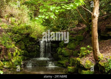 Una piccola cascata a Dunfermline Glen, Pittencrieff Park, Dunfermline, Fife, Scozia Foto Stock