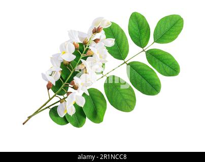 fiori bianchi di acacia su sfondo bianco isolato Foto Stock