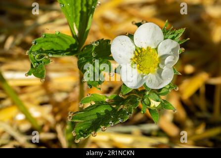 Macrofo di un fiore di fragola Foto Stock