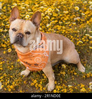 8-anni-vecchio maschio di Tan rosso Frenchie con Bandana che posa su sfondo di fiori selvatici. Foto Stock