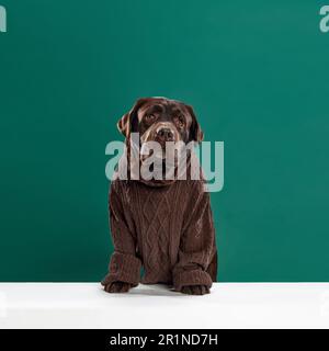 Bella, colore cioccolato labrador in maglia marrone maglione seduta su sfondo verde studio Foto Stock
