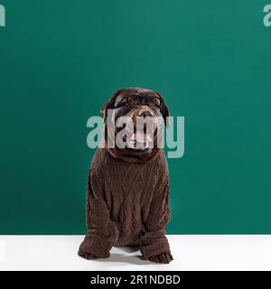 labrador bello, elegante, color cioccolato in maglia marrone maglione e bicchieri seduti su sfondo verde studio. Foto Stock