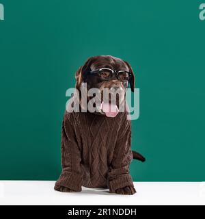Intelligenza. labrador bello, color cioccolato in maglia marrone maglione e bicchieri seduti su sfondo verde studio. Foto Stock