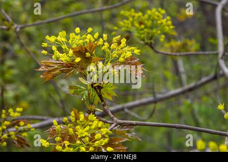 L'acero Acer platanoides fiorisce prima della fioritura delle foglie. Giallo, fragrante fiori d'acero, sfocato, sfondo naturale. Foto Stock