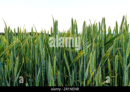 dettaglio campo di grano verde Foto Stock