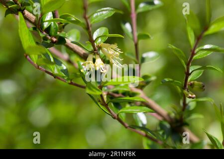 Fiori gialli di Lonicera nitida arbusto fuoco selettivo Foto Stock