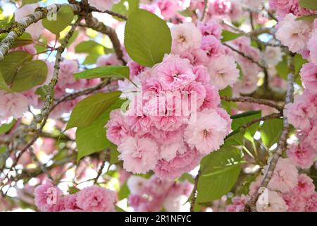 Prunus serrulata fiore di ciliegio 'Fugenzo' in fiore. Foto Stock