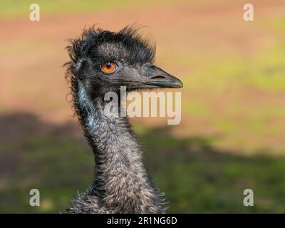 Ritratto di un emu (Dromaius novaehollandiae), il secondo uccello vivente più grande dopo lo struzzo. È endemico per l'Australia. Foto Stock